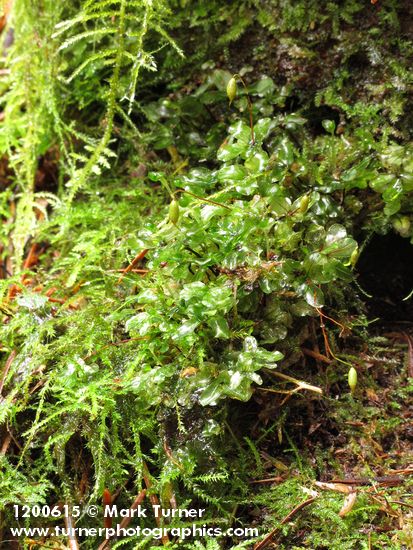 Rhizomnium glabrescens