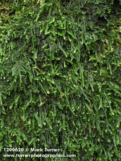 Porothamnium bigelovii