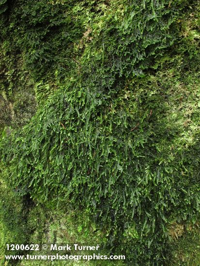 Porothamnium bigelovii; Calypogeia muelleriana