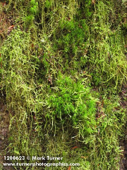 Dicranum fuscescens; Isothecium myosuroides