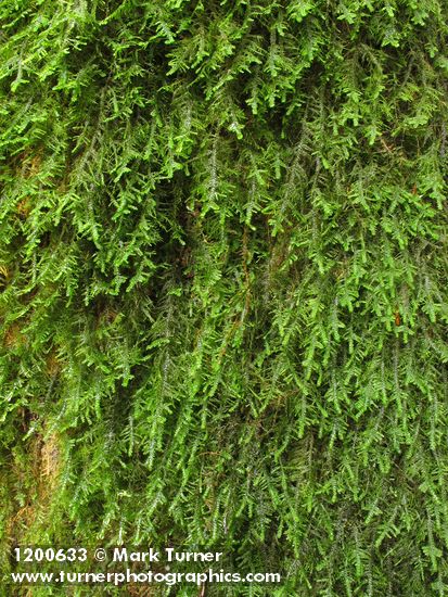 Metaneckera menziesii