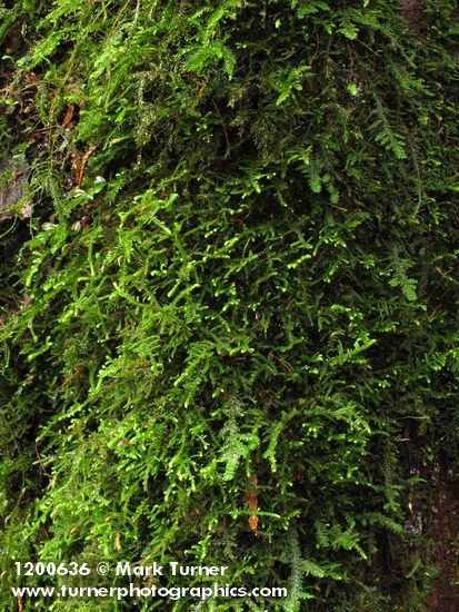 Claopodium crispifolium