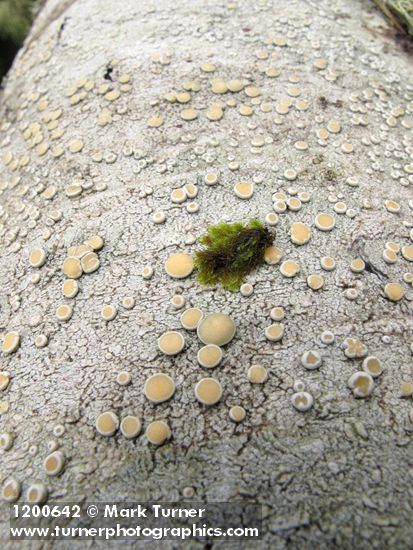 Ochrolechia laevigata