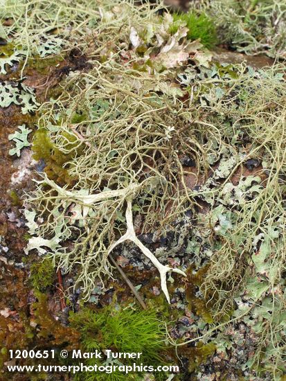 Usnea filipendula; Evernia prunastri