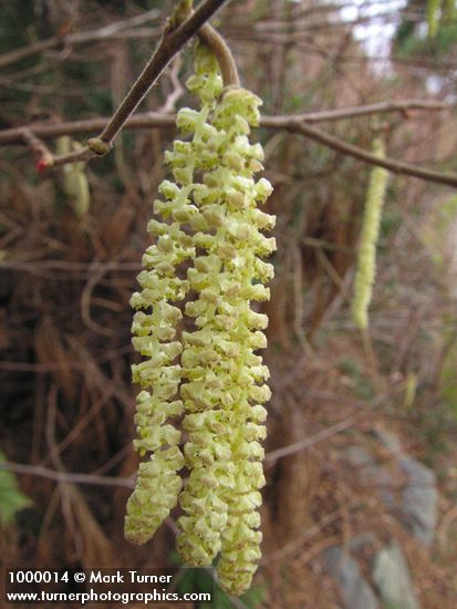 Corylus avellana