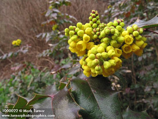 Mahonia aquifolium