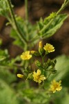 Nipplewort blossoms detail