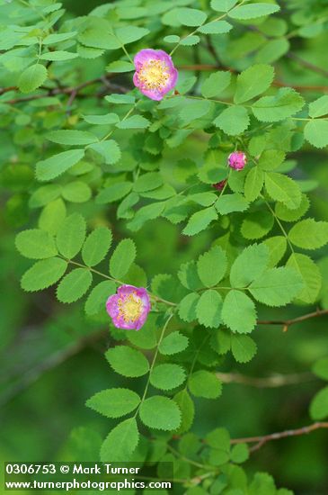 Rosa gymnocarpa