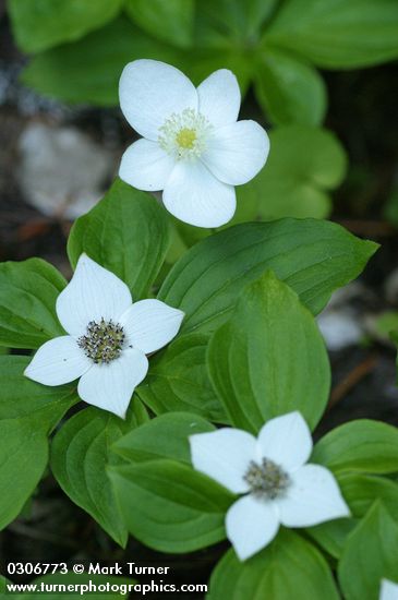 Cornus canadensis; Anemone deltoidea
