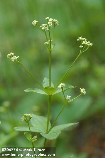 Galium oreganum