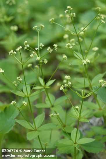 Galium oreganum
