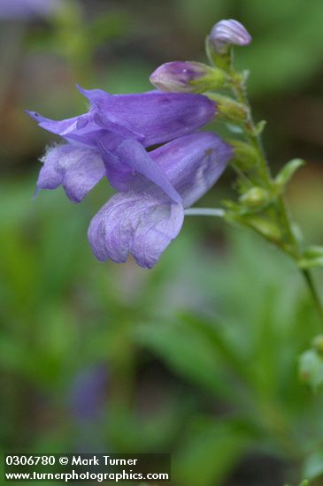 Penstemon cardwellii