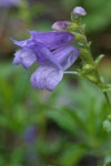 Cardwell's Penstemon blossoms detail