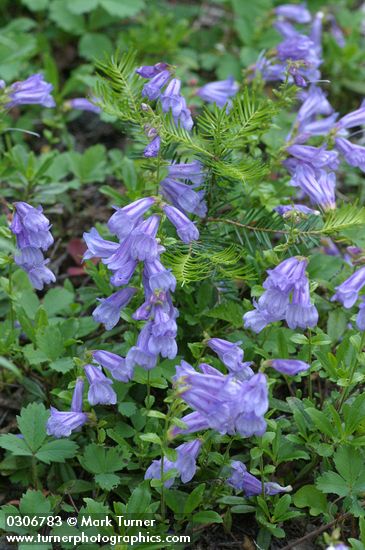 Penstemon cardwellii