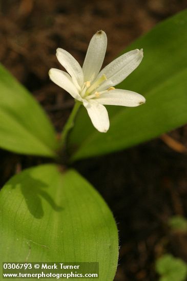 Clintonia uniflora