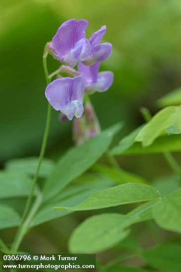 Vicia americana