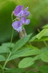 American Vetch blossoms & foliage