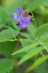 American Vetch
