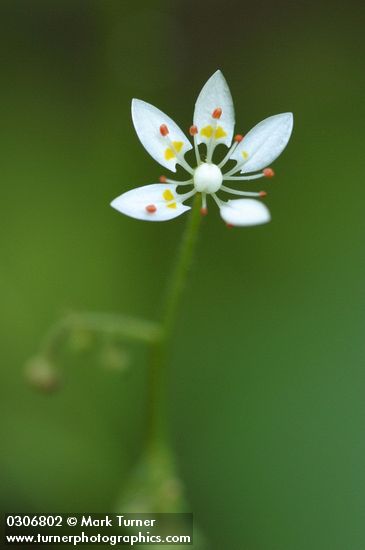Saxifraga ferruginea