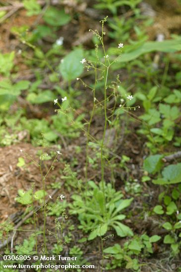 Saxifraga ferruginea