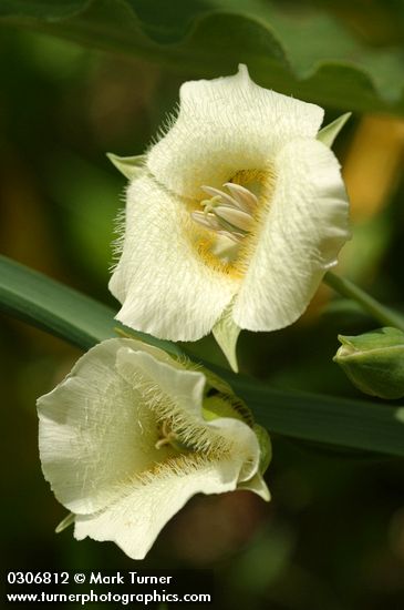 Calochortus subalpinus