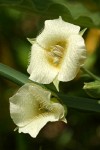 Mountain Cat's Ear blossoms & foliage detail