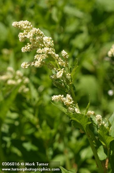 Polygonum phytolaccifolium