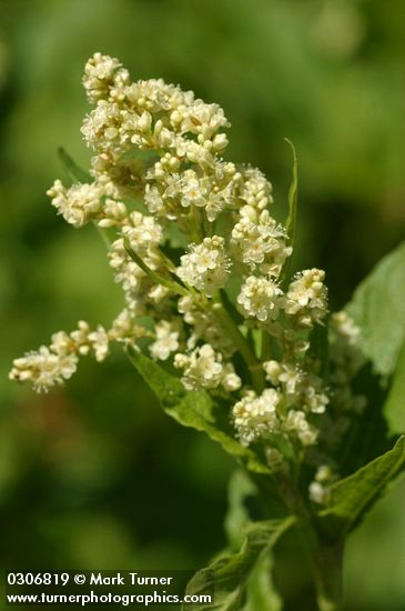 Polygonum phytolaccifolium