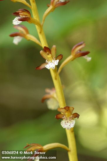 Corallorhiza maculata