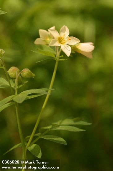 Polemonium carneum