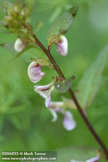 Pedicularis racemosa