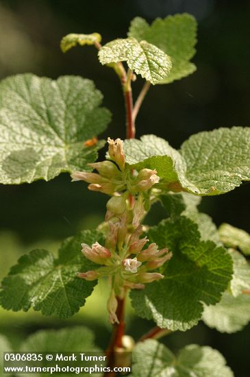 Ribes viscosissimum