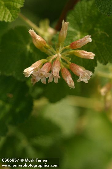 Ribes viscosissimum