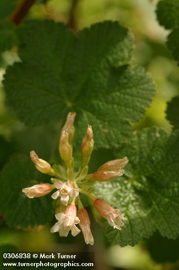 Ribes viscosissimum