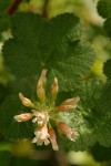 Sticky Currant blossoms & foliage