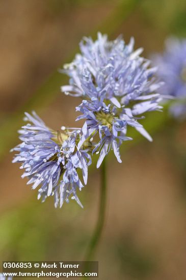 Gilia capitata