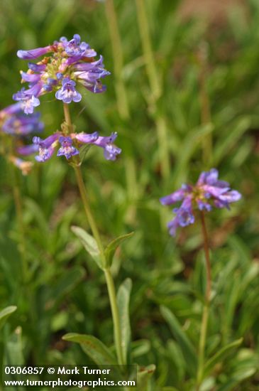 Penstemon procerus