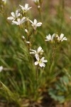Mountain Sandwort blossoms