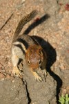 Golden-mantled Ground Squirrel