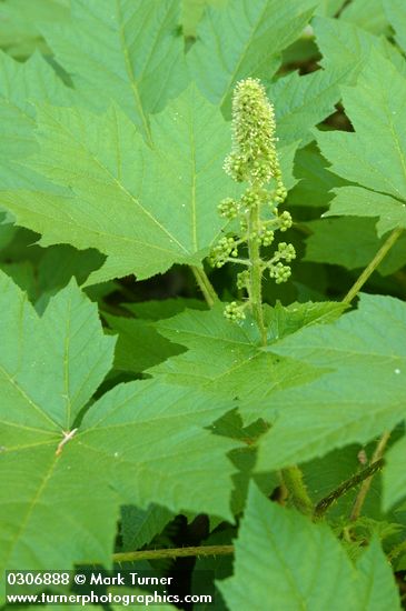 Oplopanax horridus