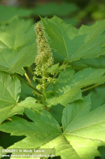 Oplopanax horridus