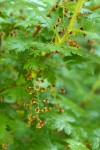 Swamp Gooseberry blossoms & foliage
