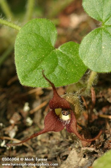 Asarum caudatum