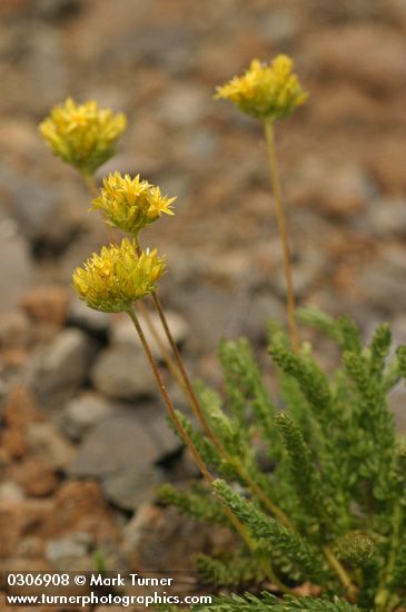 Ivesia gordonii