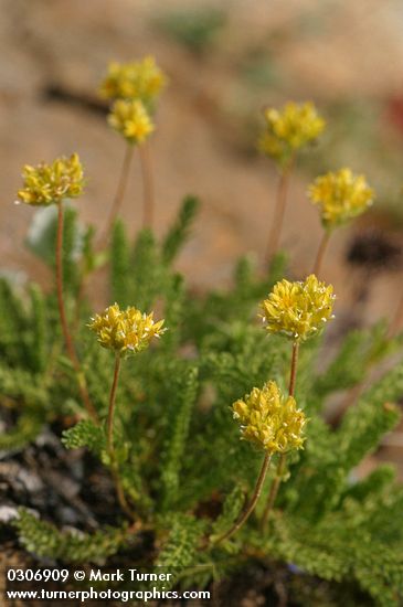 Ivesia gordonii