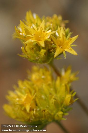Ivesia gordonii
