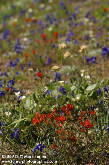 Castilleja hispida; Delphinium menziesii; Calochortus subalpinus; Eriogonum compositum