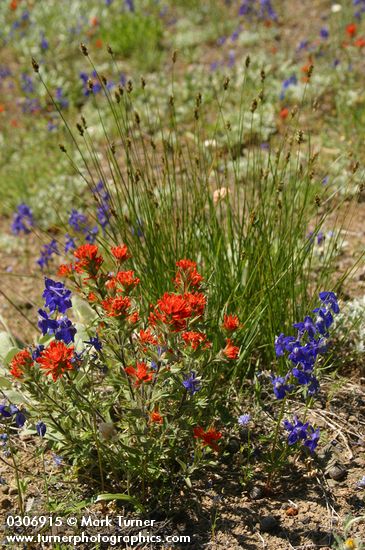 Castilleja hispida; Delphinium menziesii