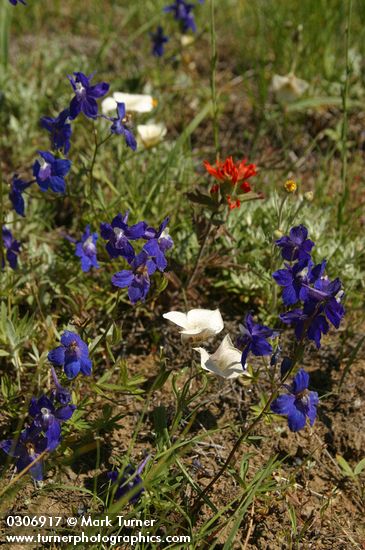 Delphinium menziesii; Calochortus subalpinus; Castilleja hispida
