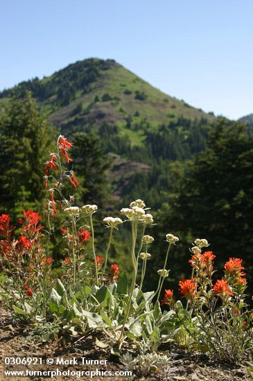 Eriogonum compositum; Castilleja hispida; Ipomopsis aggregata